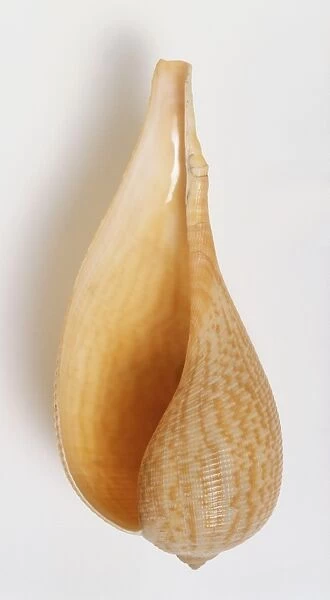 Ficus gracilis, underside view of Graceful Fig Shell, fragile large shell, long body, expanding spire and light orange brown colour