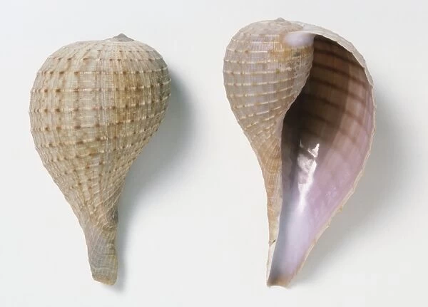Ficus ventricosa, overhead and underside view of two Swollen Fig Shells, a thin light shell with low spire and pear-shaped body, light brown colour with spiral ridges