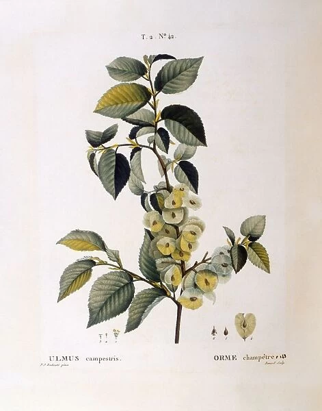 Field elm (Ulmus campestris or minor), Henry Louis Duhamel du Monceau, botanical plate by Pierre Joseph Redoute
