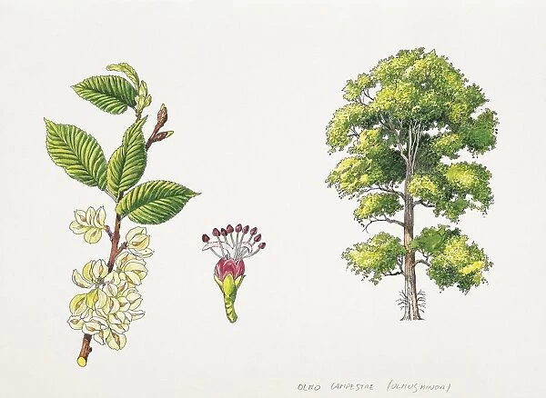 Field Elm (Ulmus minor), plant with flowers, leaves and samaras, illustration