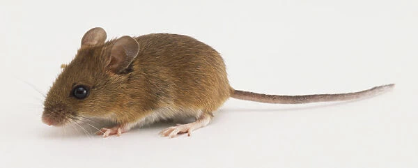 Fieldmouse or Wood Mouse, Apodemus sylvaticus, side view