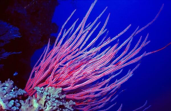 Fiji Islands. Ocean Floor. Corals