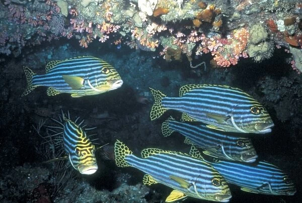 Fiji Islands. Seabeds
