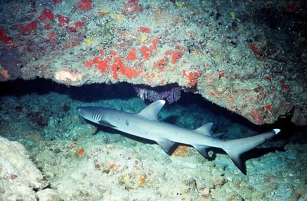 Fiji Islands. Shark. Ocean Floor