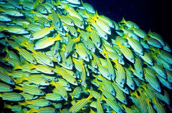 Fiji Islands. Snapper Fishes. Ocean Floor