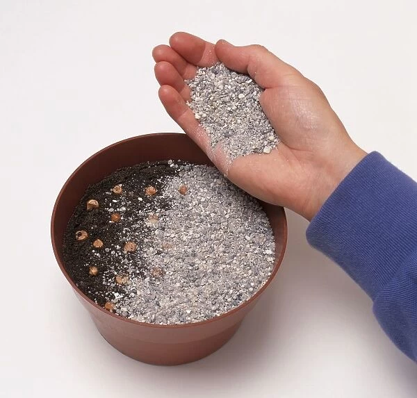 Fine grit in palm of hand above Iris laevigata seeds in plant pot aquatic compost