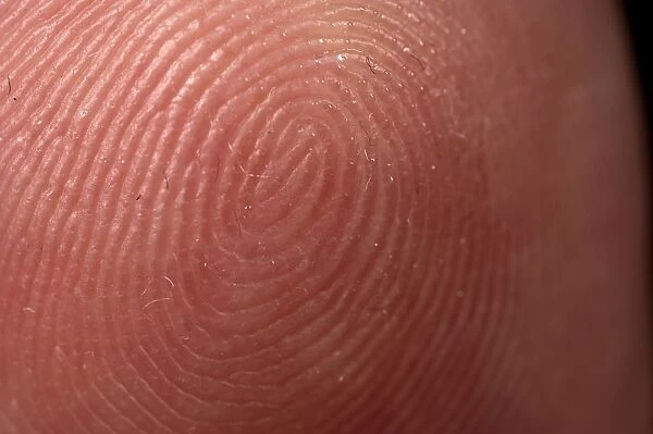 Fingerprint on human finger, close-up