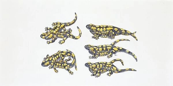 Fire Salamander (Salamandra salamandra), illustration