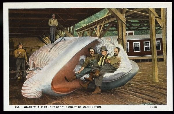 Fishermen with Giant Whale. ca. 1926, Washington, USA, GIANT WHALE CAUGHT OFF THE COAST OF WASHINGTON