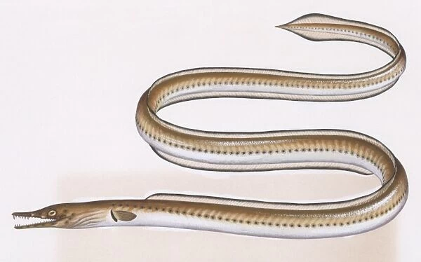 Fishes: Anguilliformes (eels and morays) Serpent eel (Ophisurus serpens), illustration