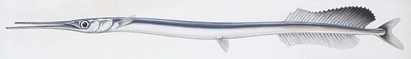 Fishes: Atlantic agujon needlefish (Tylosurus acus), illustration