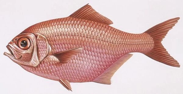 Fishes: Beryciformes, (sawbellies)- Alfonsino (Beryx decadactylus), illustration