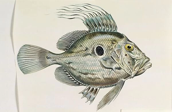 Fishes, Bony Fishes, Zeiformes, John Dory Zeus faber, illustration