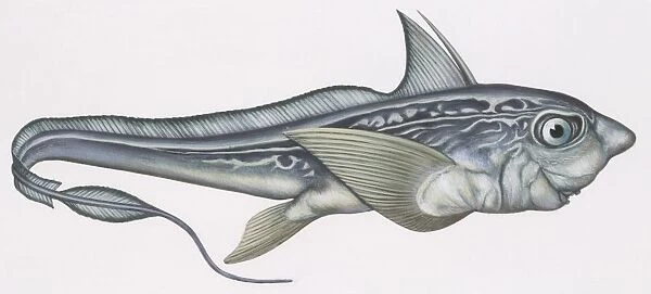 Fishes: Chimaeriformes, Rabbit fish (Chimaera monstrosa), illustration
