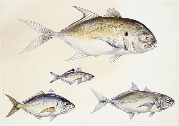 Fishes: Crevalle jack (Caranx hippos), False scad (Caranx rhonchus ), Blue runner (Caranx crysos), White trevally (Pseudocaranx dentex), illustration