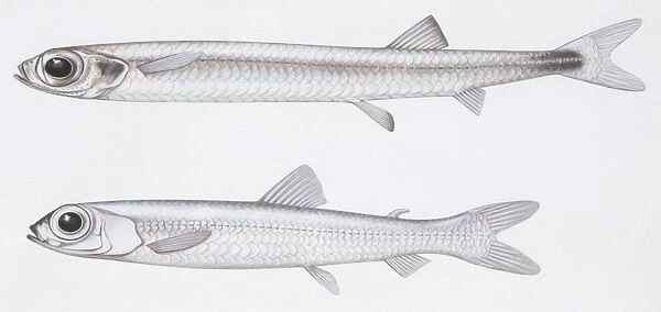 Fishes: Evermannellidae - Balbo sabretooth (Evermannella balbo), illustration