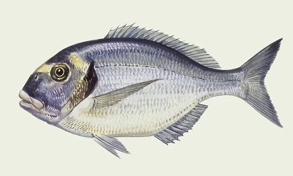 Fishes: Gilthead sea bream (Sparus auratus), illustration