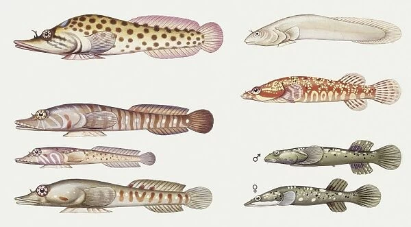 Fishes: Gobiesociformes Gobiesocidae, Shore clingfish (Lepadogaster lepadogaster), illustration