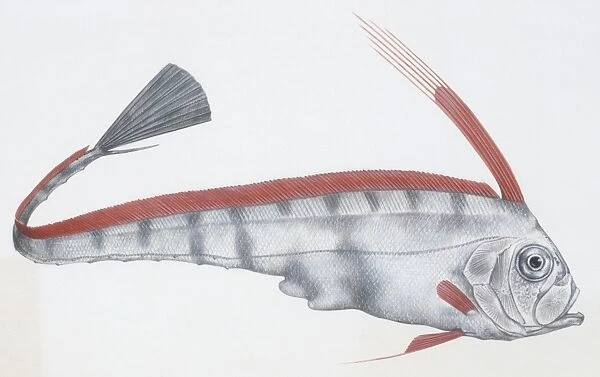 Fishes: Lampriformes Trachipteridae, Scalloped ribbonfish (Zu cristatus), illustration
