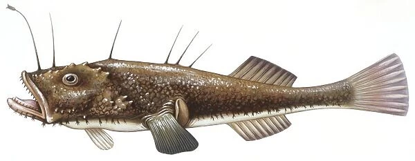 Fishes: Lophiiformes (anglerfishes) Black-bellied angler (Lophius budegassa )