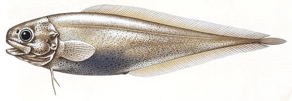 Fishes: Ophidiiformes (cusk eels) Robust cusk-eel (Benthocomets robustus)