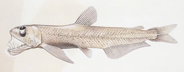 Fishes: Osmeriformes Microstomatidae, Slender argentine (Microstoma microstoma), illustration