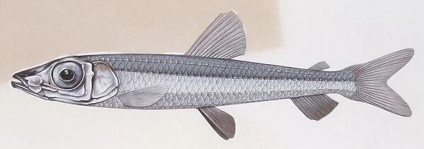Fishes: Osmeriformes, Small-toothed argentine (Glossanodon leioglossus ), illustration