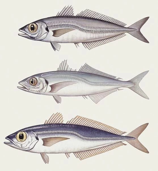 Fishes: Perciformes Carangidae, Atlantic horse mackerel (Trachurus trachurus) big and small, illustration