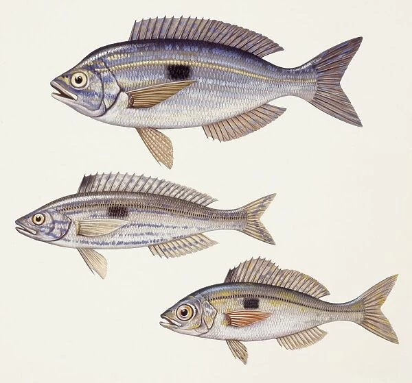 Fishes: Perciformes Centracanthidae - Picarel (Spicara smaris), Curled picarel (Centracanthus cirrus), Blotched picarel (Spicara maena) illustration