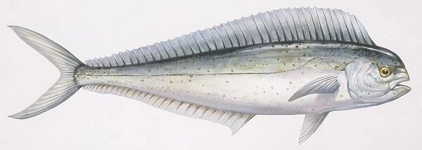 Fishes: Perciformes Coryphaenidae (Dolphinfishes) Common dolphinfish (Coryphaena hippurus), illustration