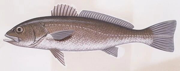 Fishes: Perciformes (perch-likes) - Meagre (Argyrosmus regius), illustration