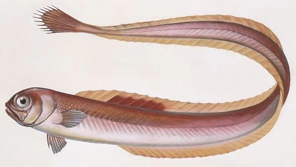 Fishes: Perciformes, Red bandfish - (Cepola rubescens), illustration