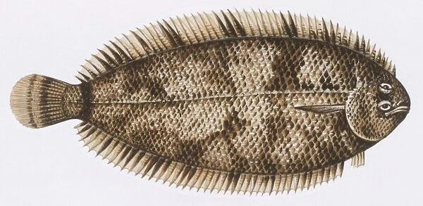 Fishes: Pleuronectiformes Soleidae, Whiskered sole (Monochirus hispidus), illustration