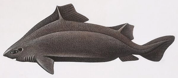 Fishes: Squaliformes Oxynotidae, Angular roughshark (Oxynotus centrina), illustration