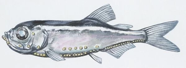 Fishes: Stomiiformes Sternoptychidae, Pearlsides (Maurolicus muelleri), illustration