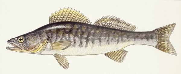 Fishes: Zander (Lucioperca lucioperca), illustration