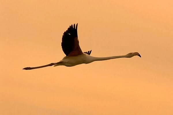 Flamingo. Phoenicopterus Ruber