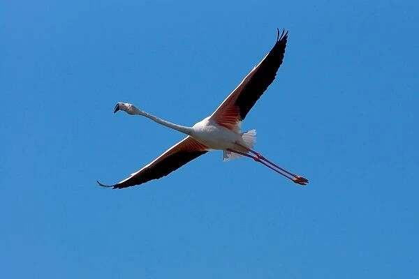 Flamingo. Phoenicopterus Ruber