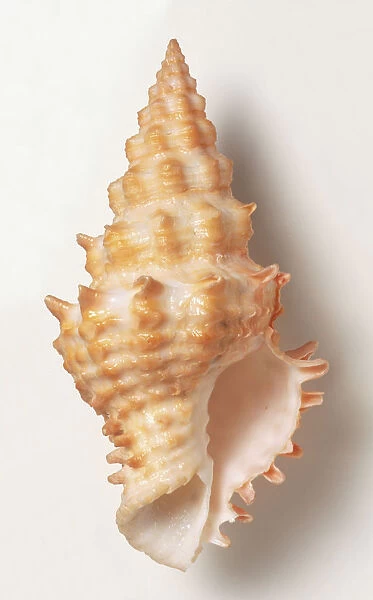 Flinders Vase shell (Altivasum flindersi), close up