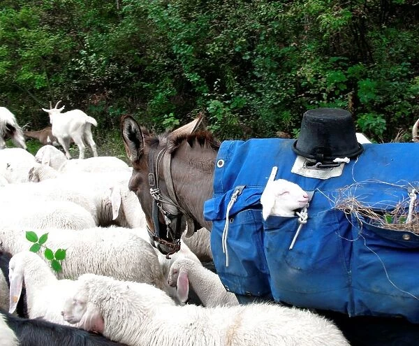 Flock. Donkey Carrying a Newborn Lamb