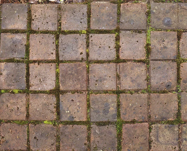 Floor tiles, moss growing inbetween