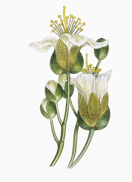 Flowers of Durian Durio zibethinus, illustration