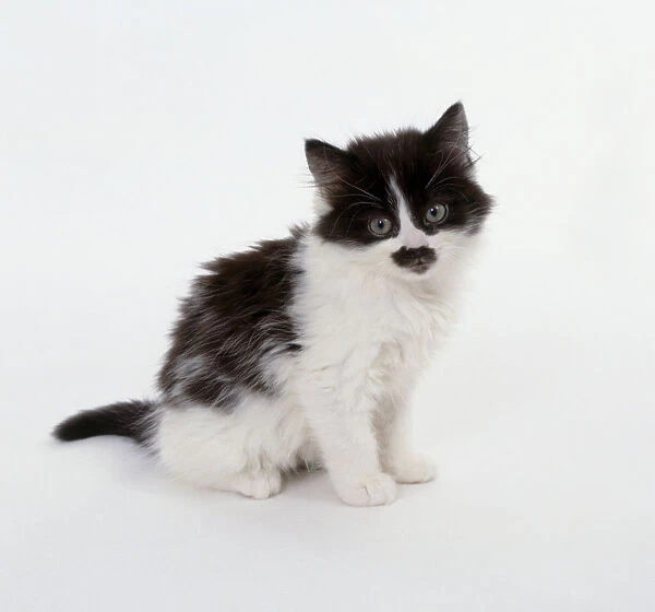 Fluffy black and white kitten