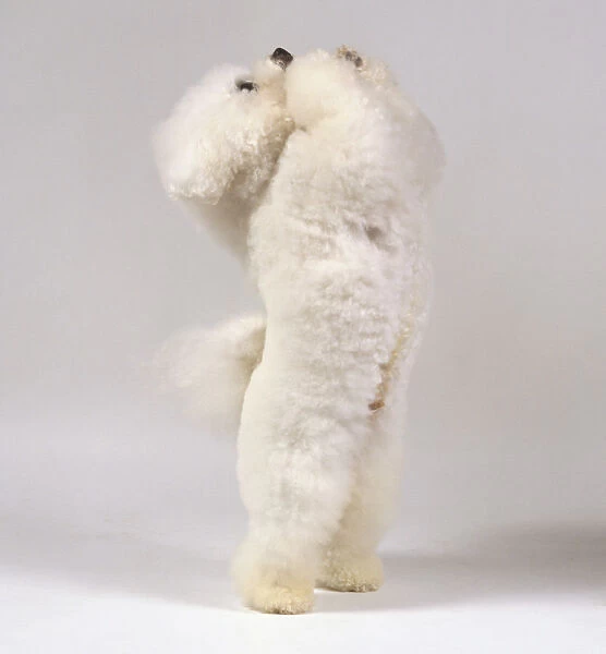 A fluffy white bichon frise balances on its hind legs with its forepaws raised imploringly, begging
