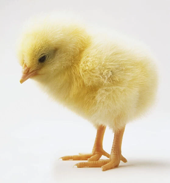 Fluffy yellow chick (Gallus gallus), side view
