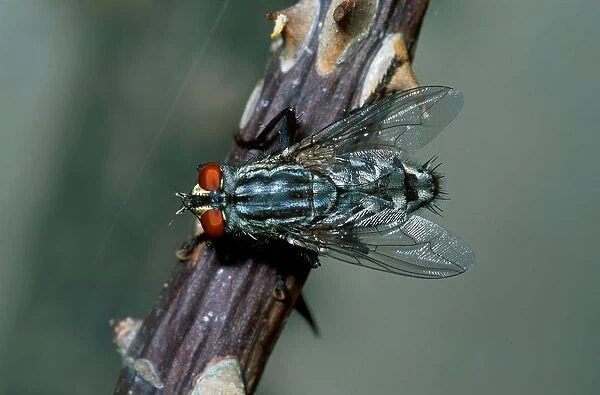 Fly. Sarcophaga Carnaria