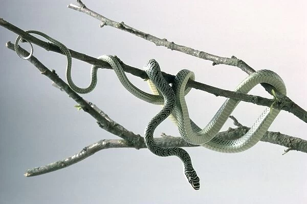 Flying snake (Chrysopelea sp. ) coiled around the branches of a tree