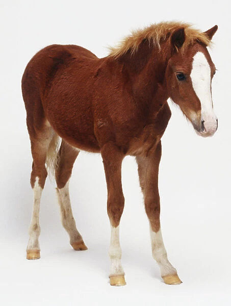 Foal (Equus caballus), front view