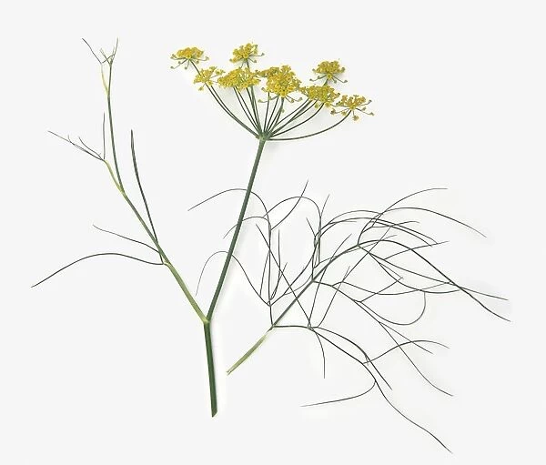 Foeniculum vulgare (Fennel), stem with thin, feathery leaves and umbels of yellow flowers