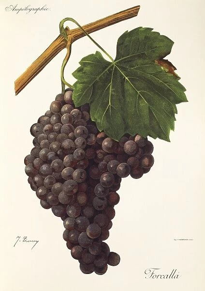 Forcalla grape, illustration by J. Troncy